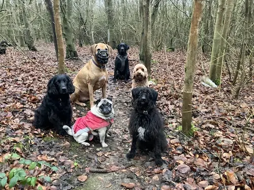 Paws 4 Thought dog behaviourist