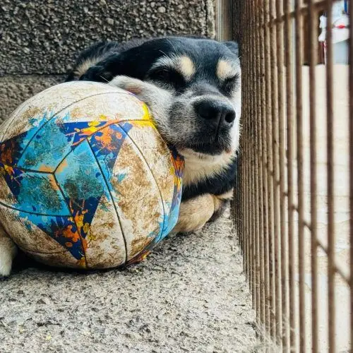Live Paws Tenerife dog rescue website rebuild